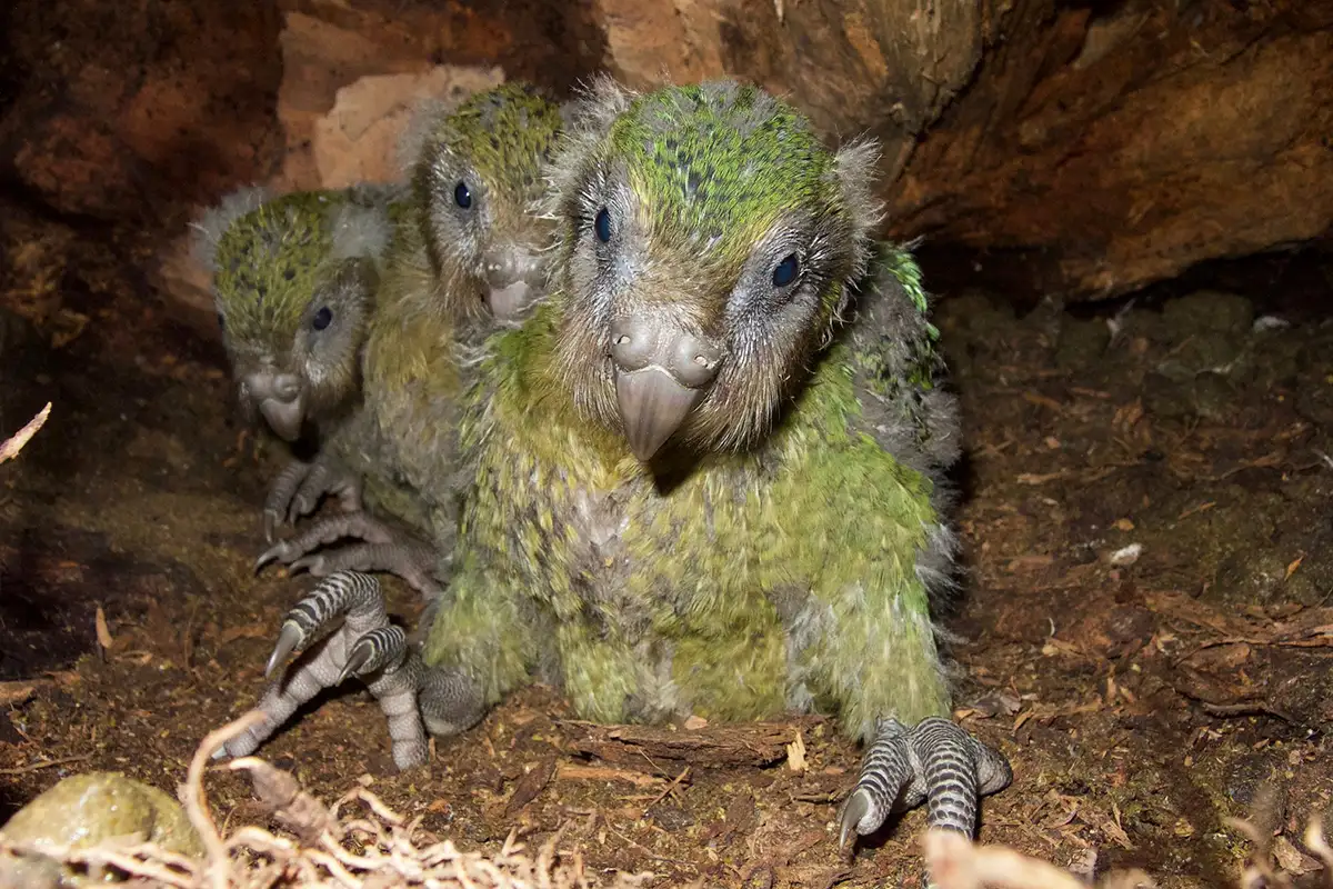 Kakapo bird