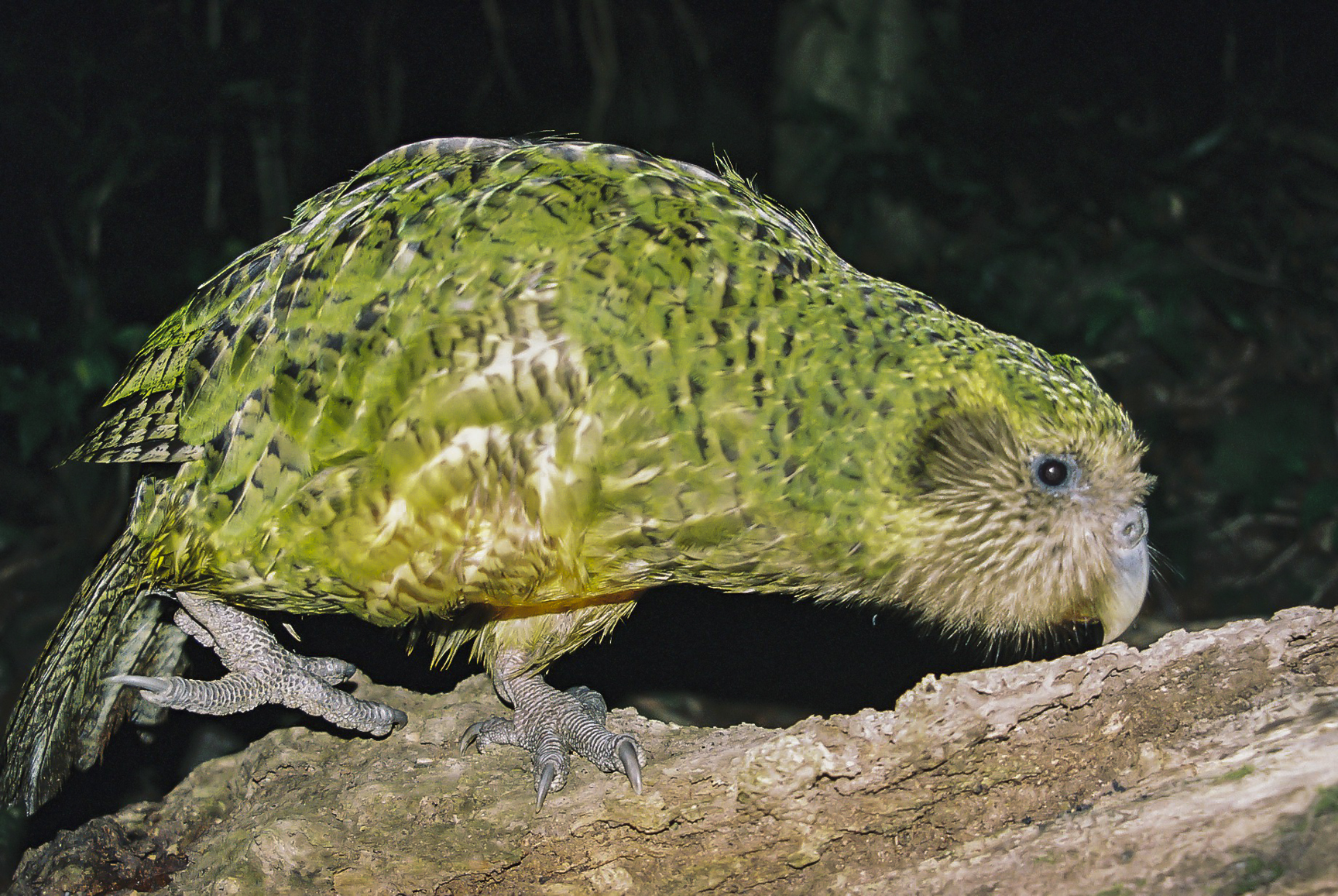 Kakapo in its habitat