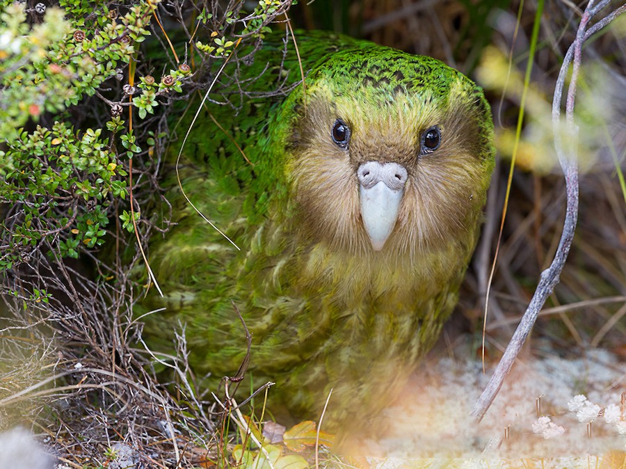 Historical Kakapo